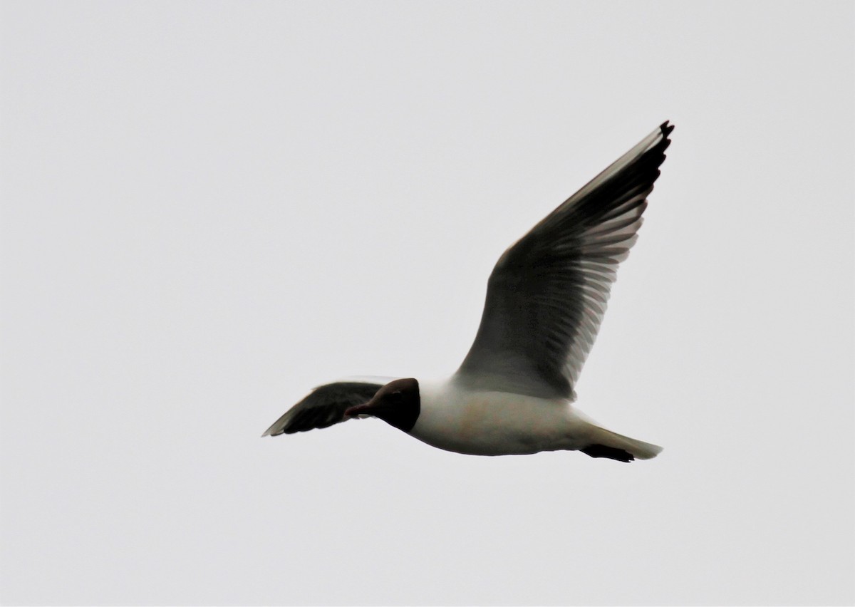 Black-headed Gull - ML165329941