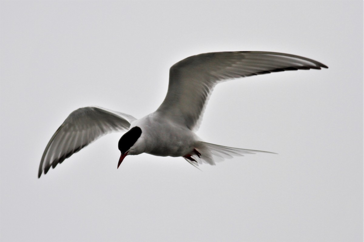 Arctic Tern - James Sherwonit