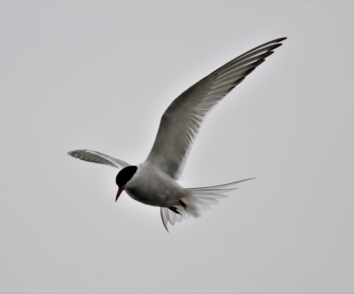 Arctic Tern - ML165330031