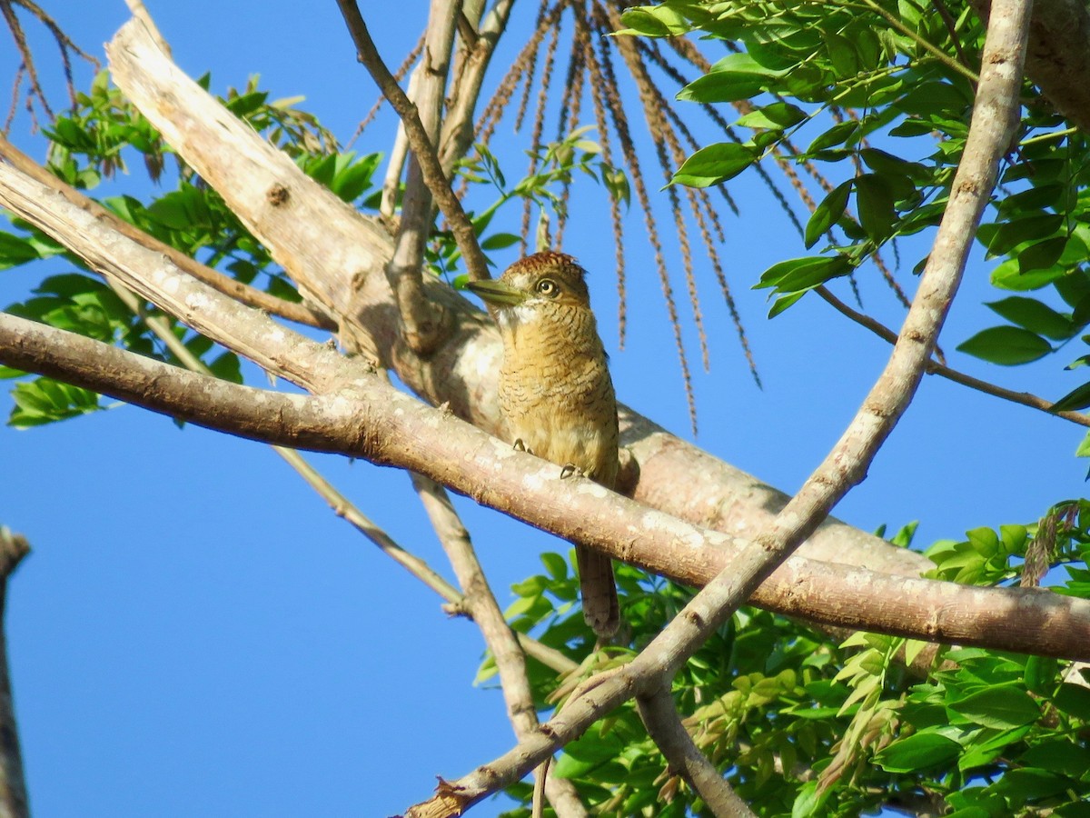 Barred Puffbird - ML165330101