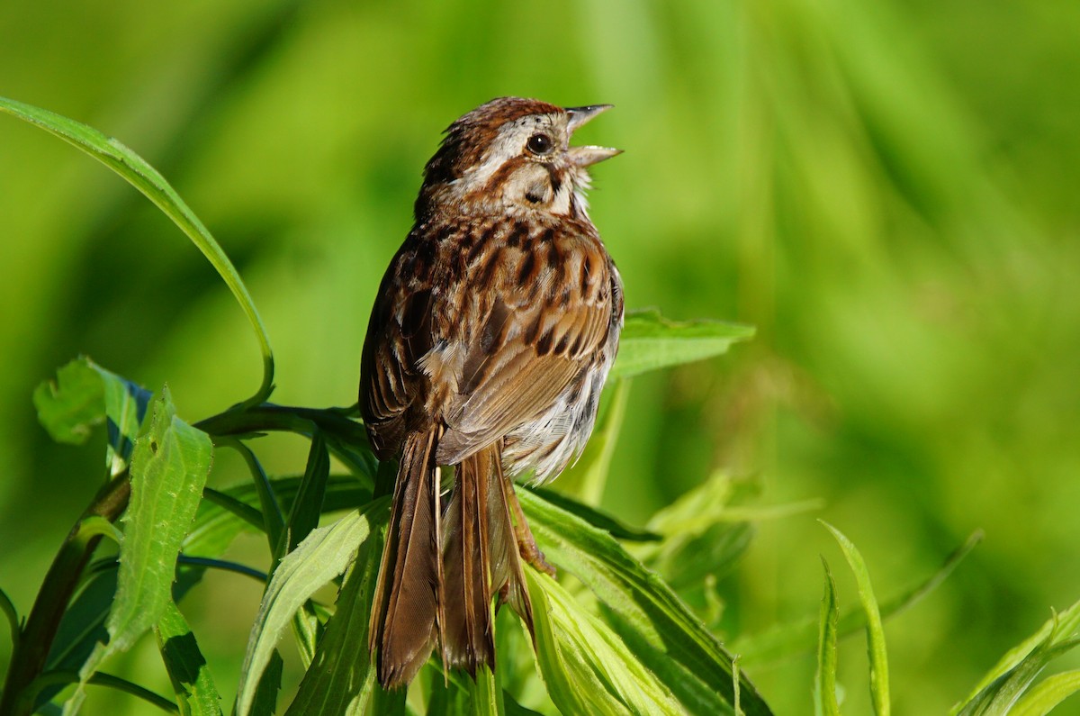 Song Sparrow - ML165330851