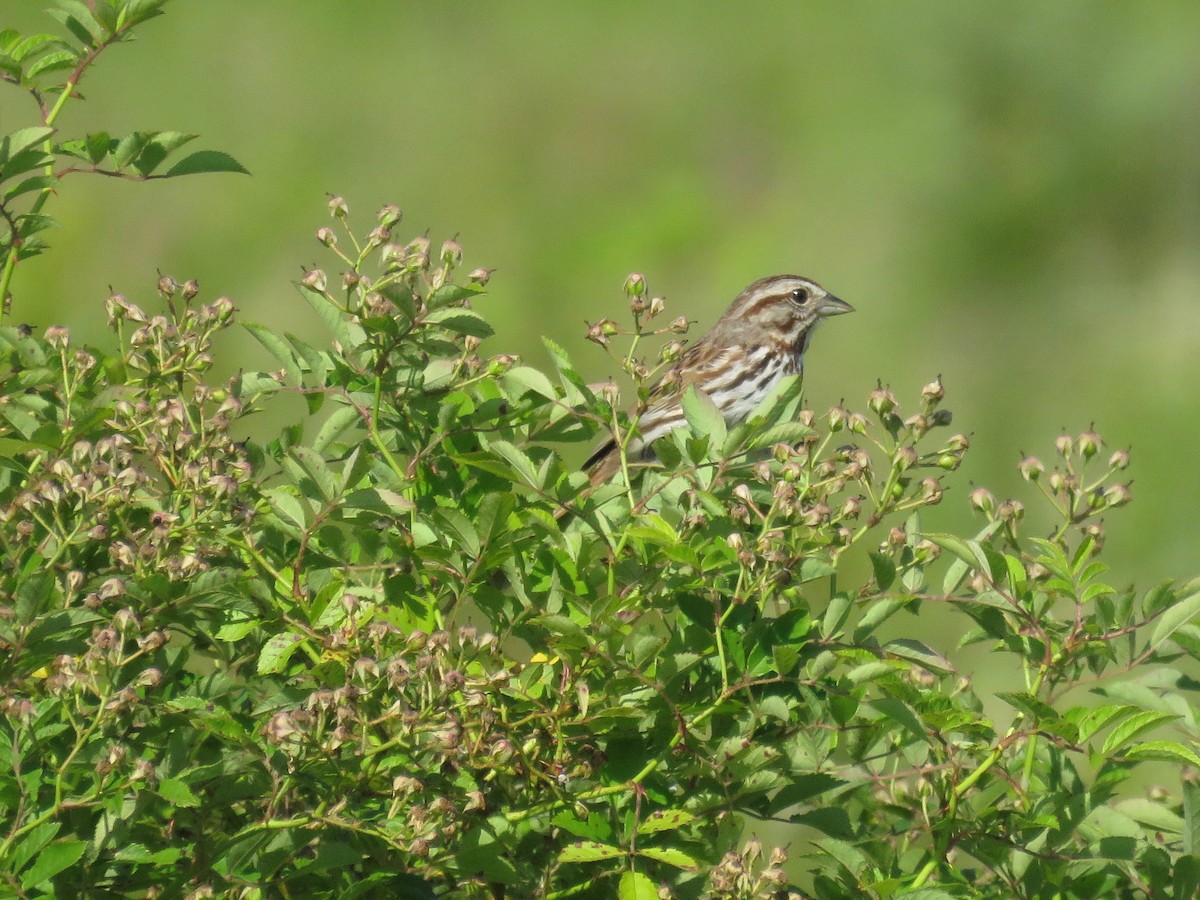 Song Sparrow - ML165331391