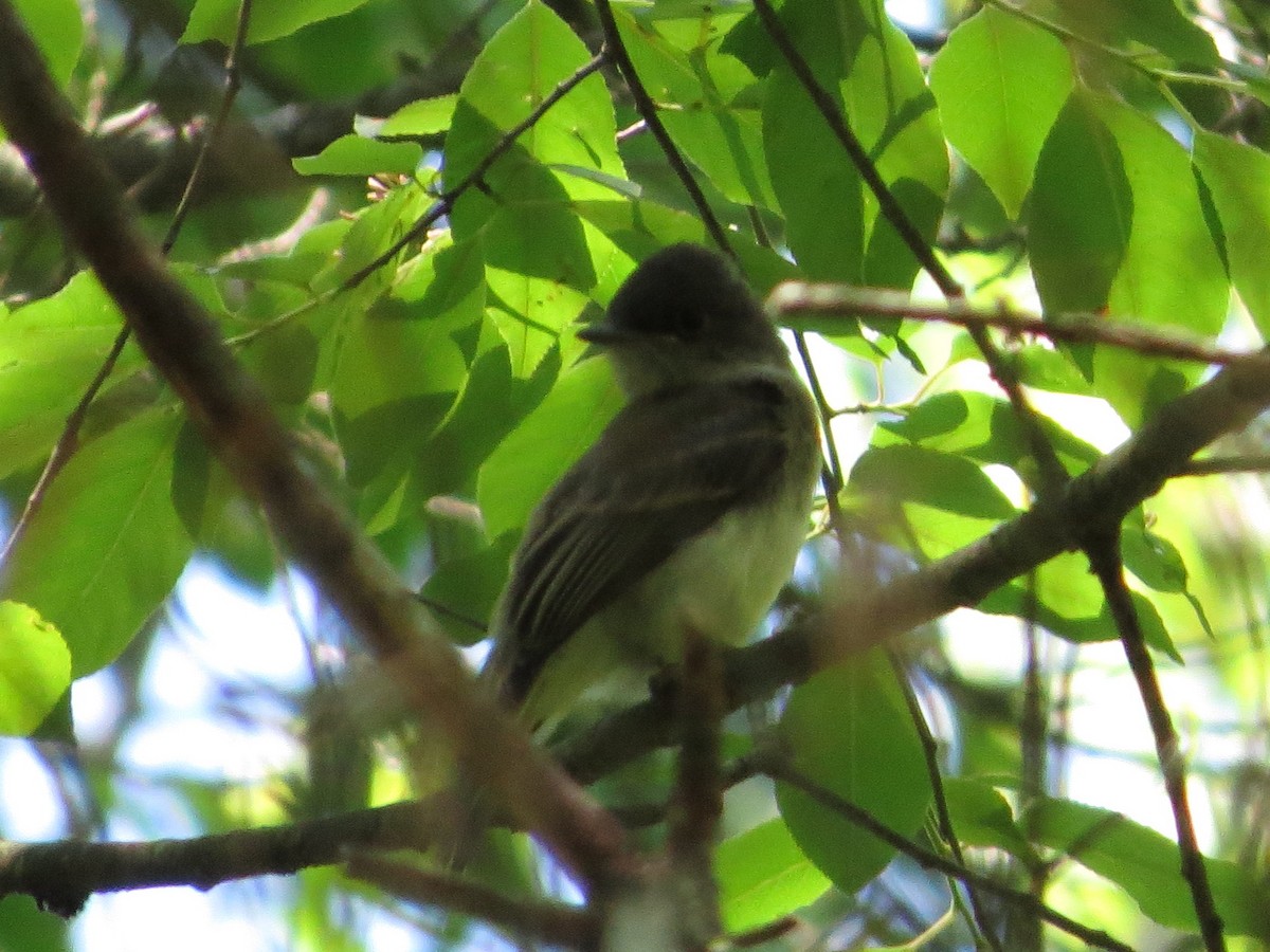 Eastern Phoebe - Bill Nolting