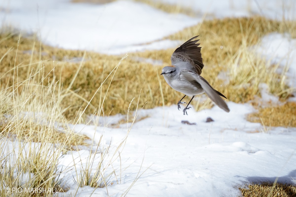 Rufous-naped Ground-Tyrant - ML165332761