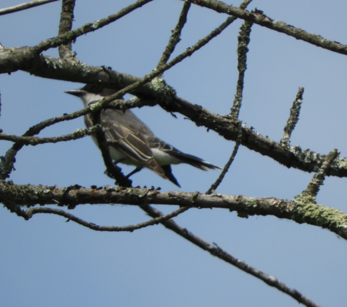 Eastern Kingbird - ML165333021