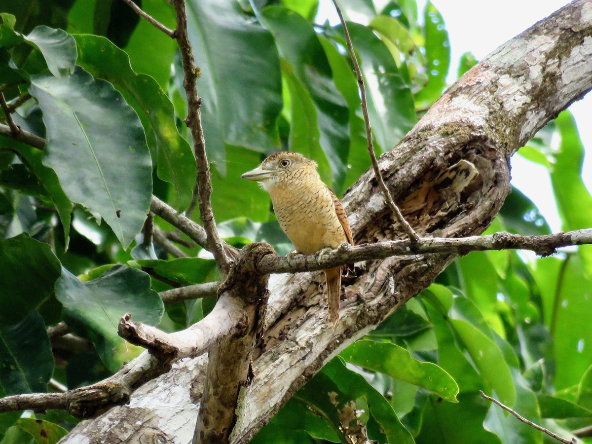 Barred Puffbird - ML165333601