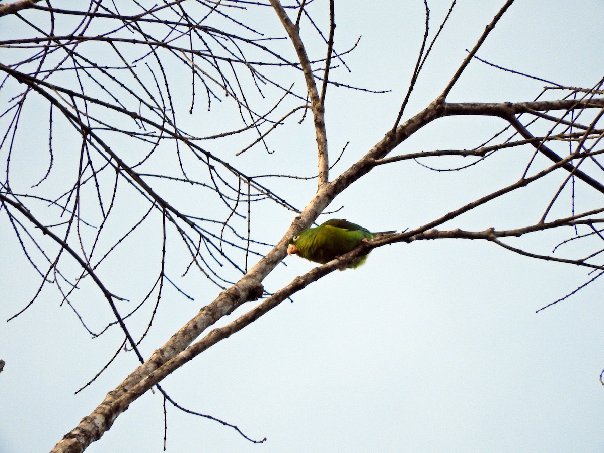 Orange-chinned Parakeet - Chris Bell