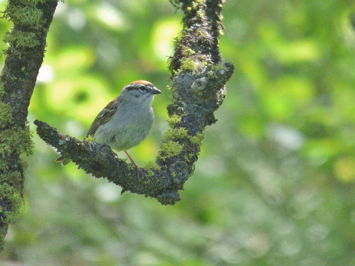 Chipping Sparrow - ML165333921