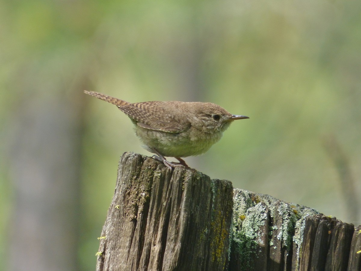 House Wren - ML165334001