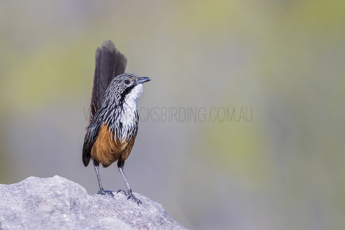 White-throated Grasswren - Laurie Ross | Tracks Birding & Photography Tours