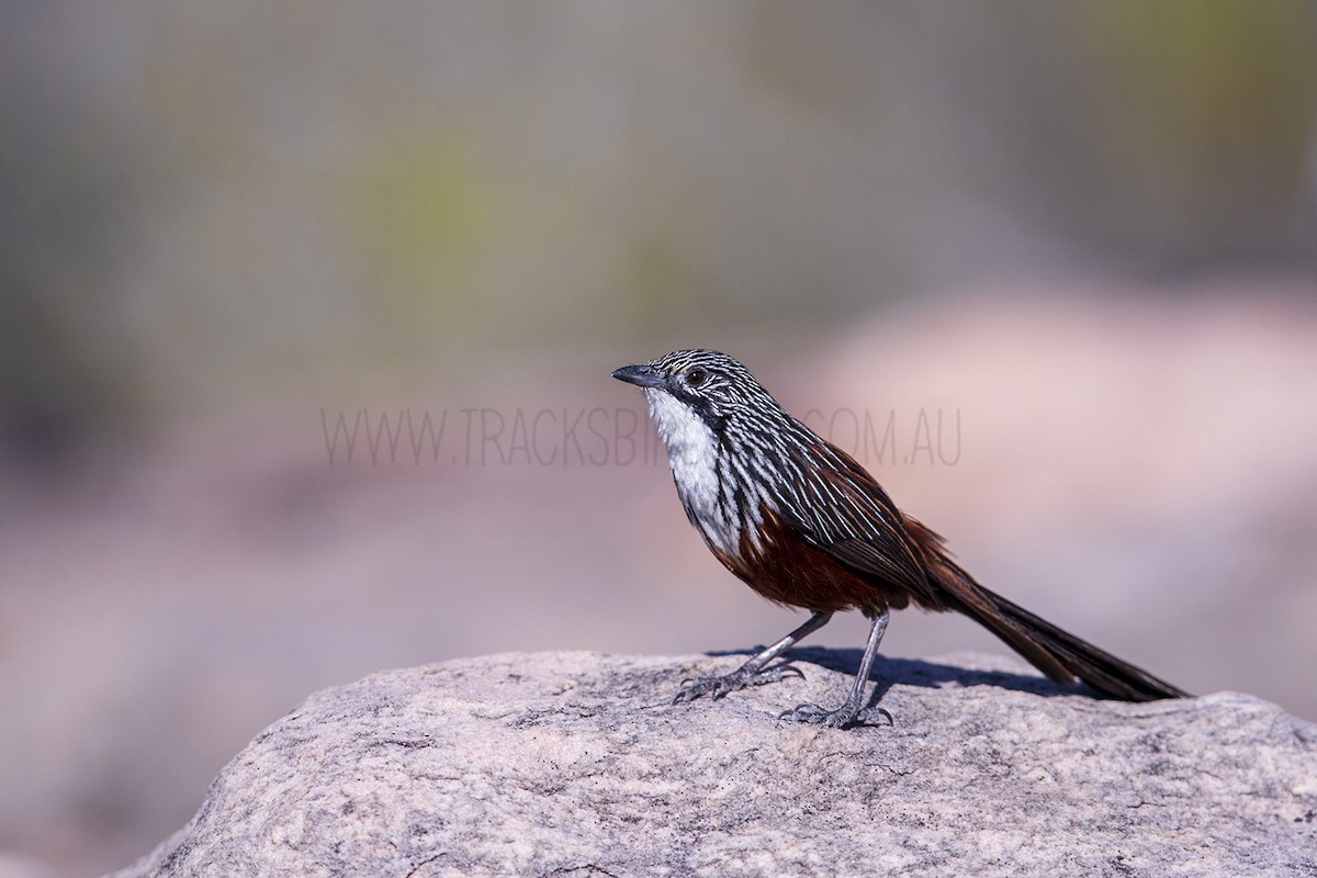 White-throated Grasswren - ML165334101