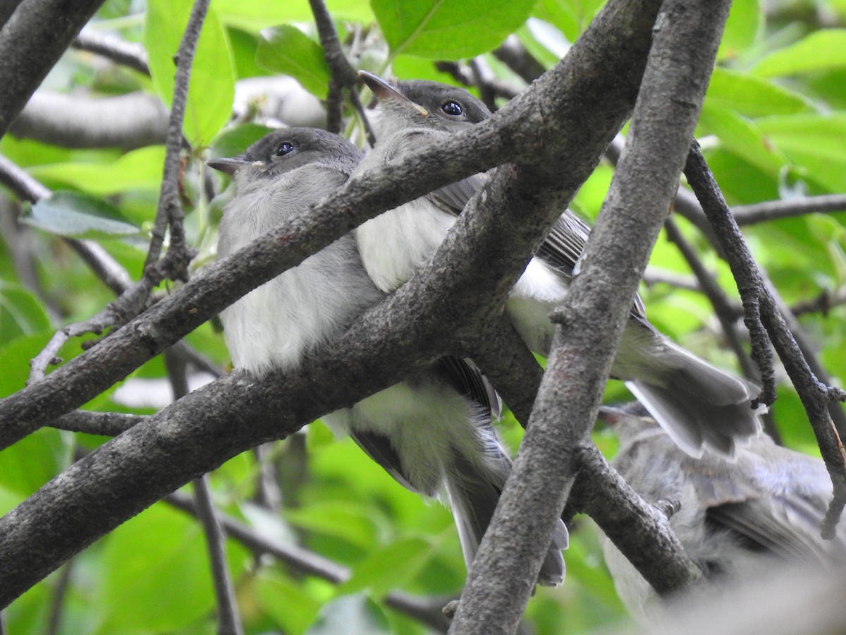 Eastern Phoebe - ML165335021