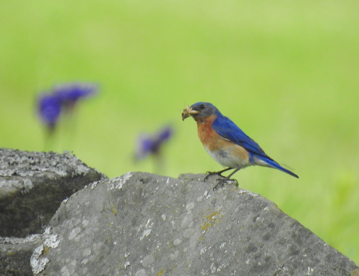 Eastern Bluebird - ML165335581