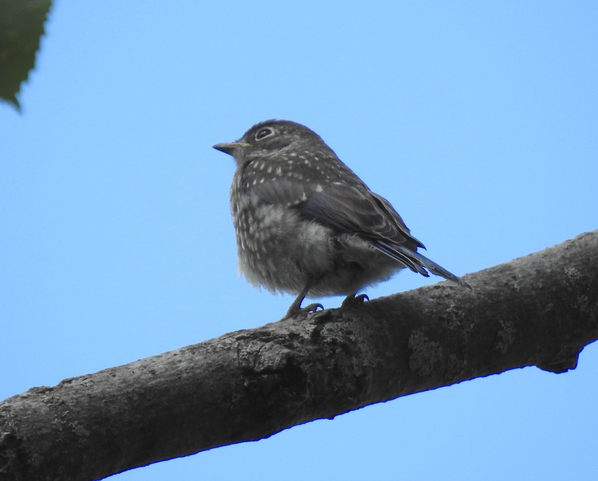 Eastern Bluebird - ML165335671