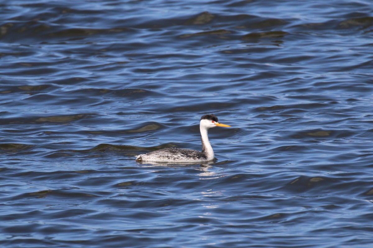 Clark's Grebe - ML165335811