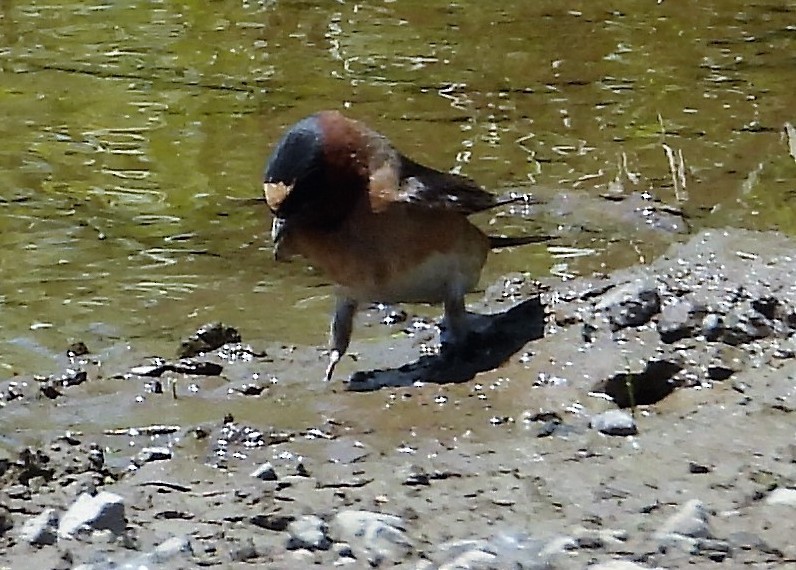 Cliff Swallow - ML165336001