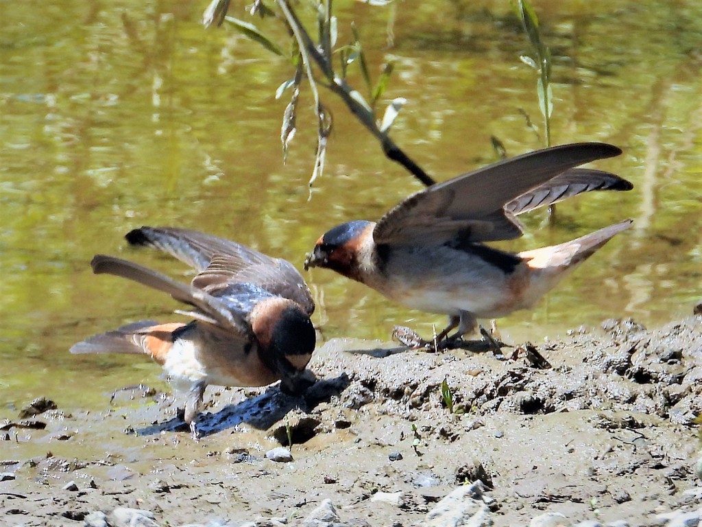 Cliff Swallow - ML165336011
