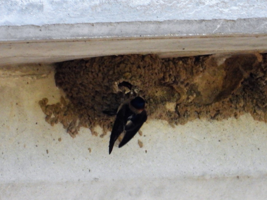 Cliff Swallow - ML165336421