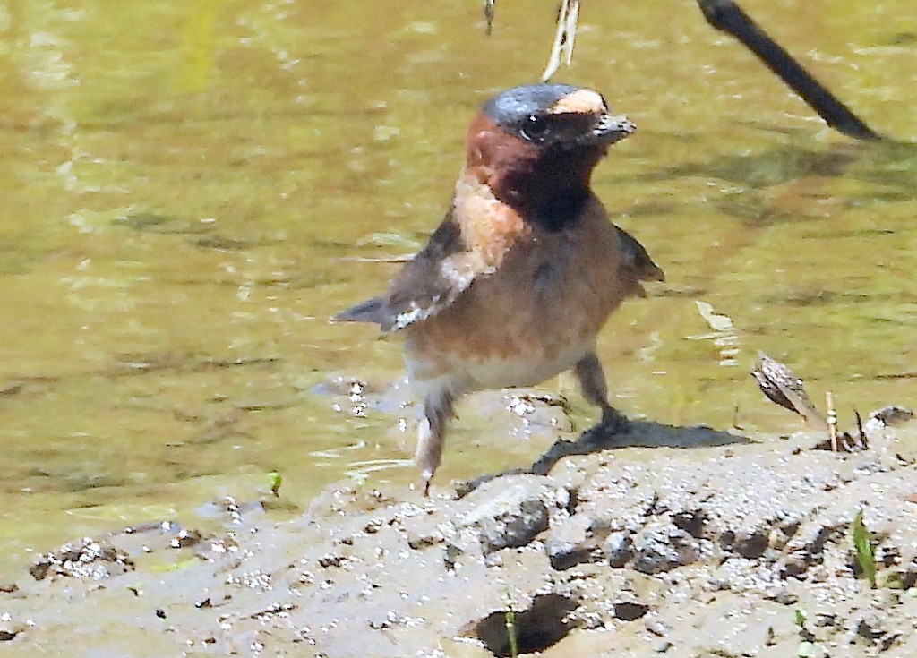 Cliff Swallow - ML165336431