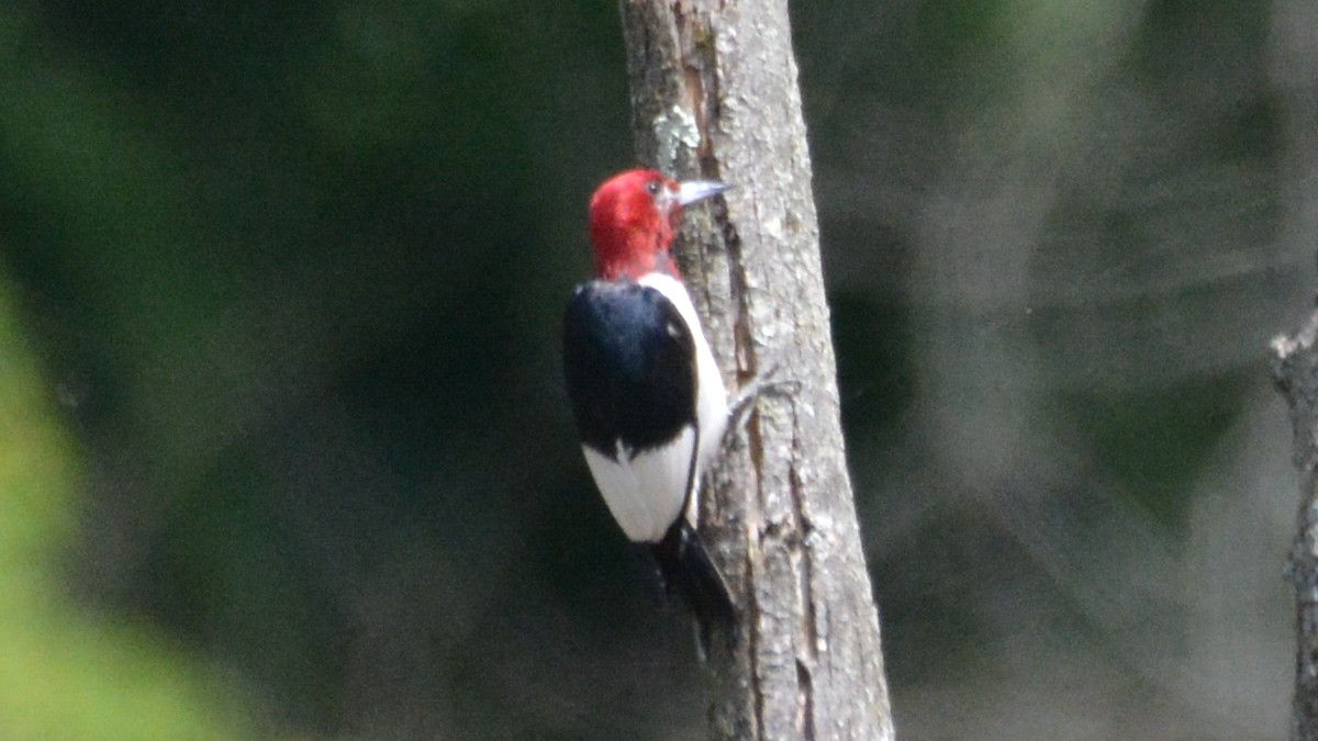 Red-headed Woodpecker - ML165337121