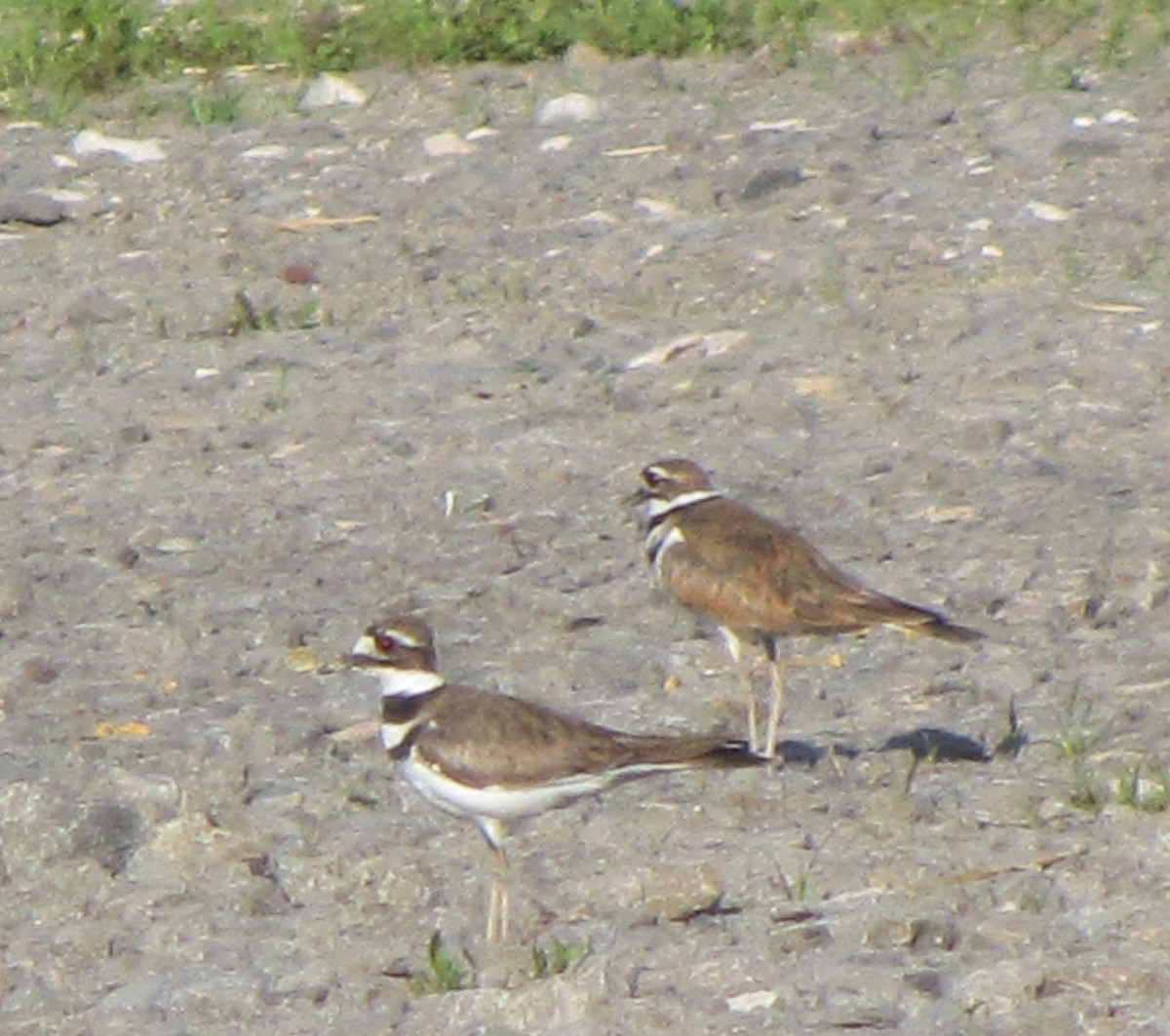 Killdeer - ML165338361