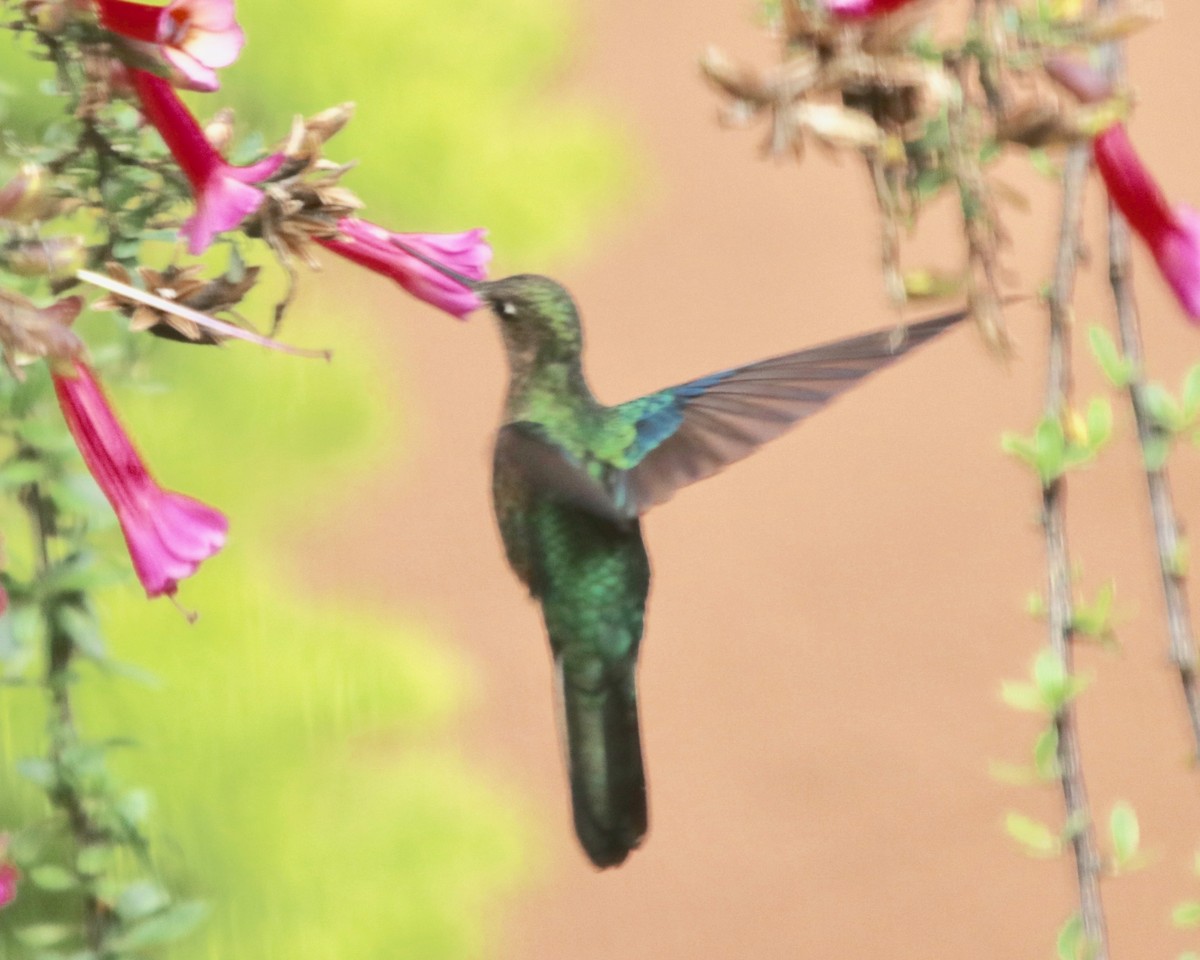 kolibřík modrokřídlý - ML165339611