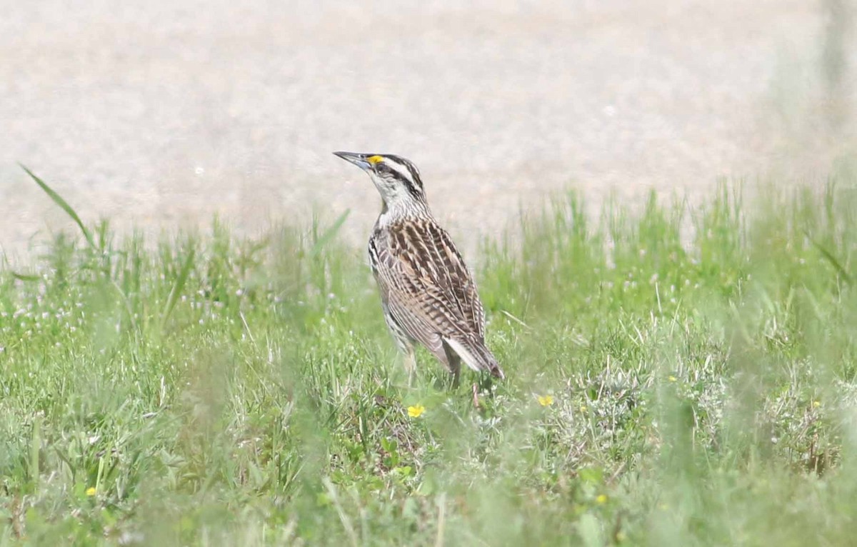 Eastern Meadowlark (Eastern) - ML165342411