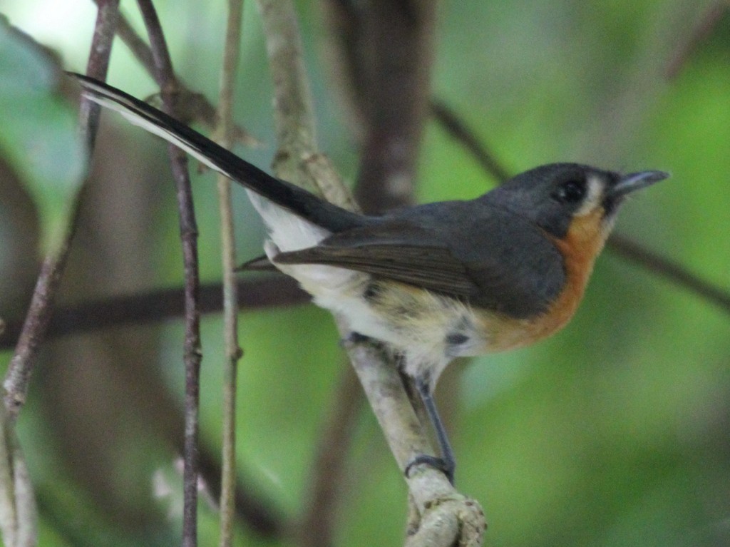 Australian Spectacled Monarch - ML165343051