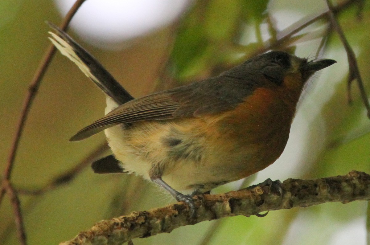 Australian Spectacled Monarch - ML165343081