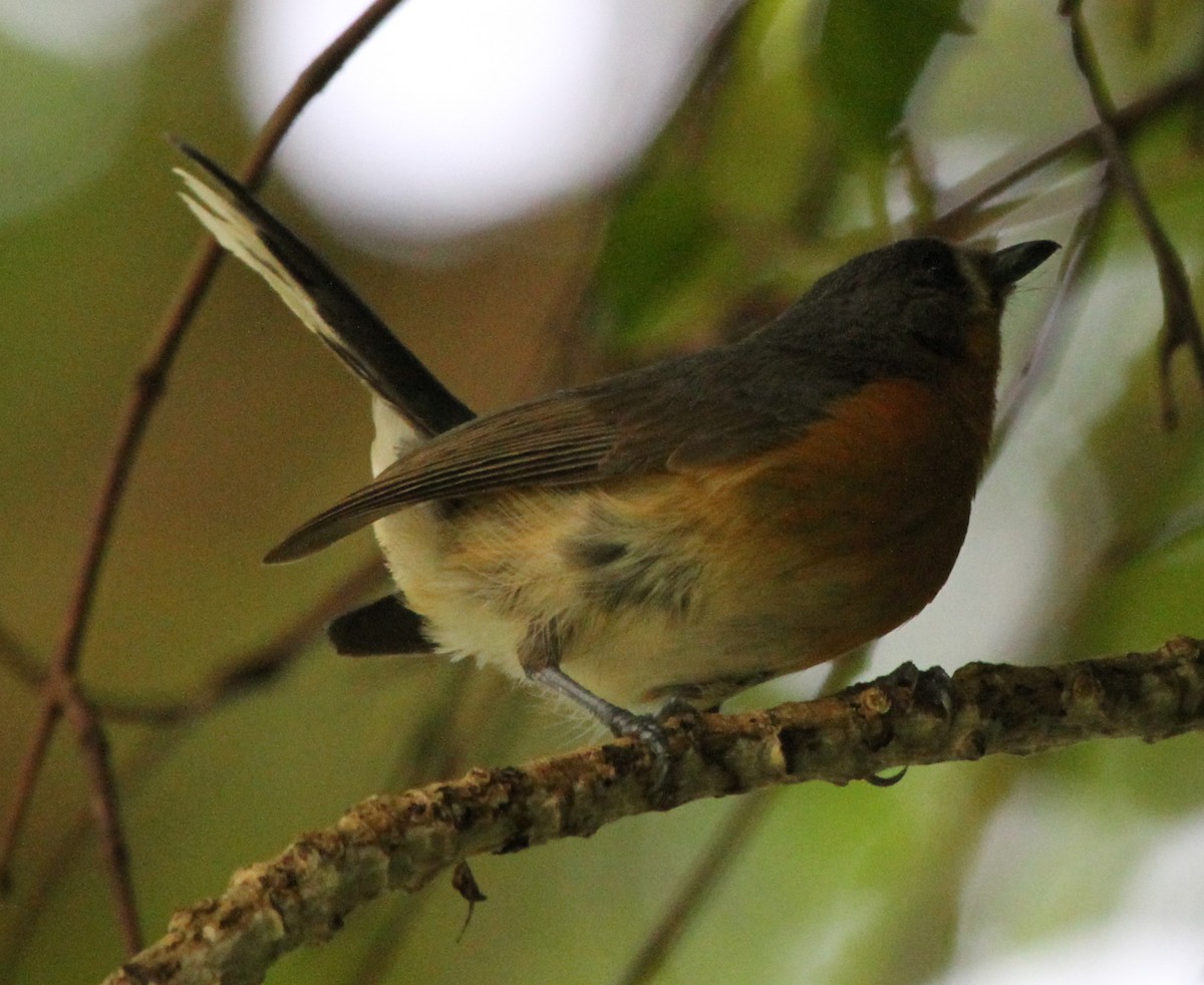 Australian Spectacled Monarch - ML165343091