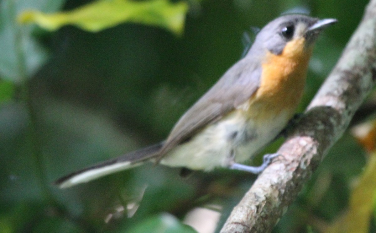 Australian Spectacled Monarch - ML165343101