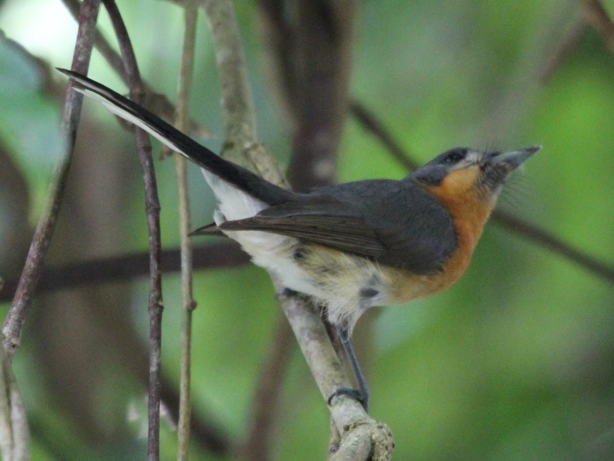 Australian Spectacled Monarch - ML165343111