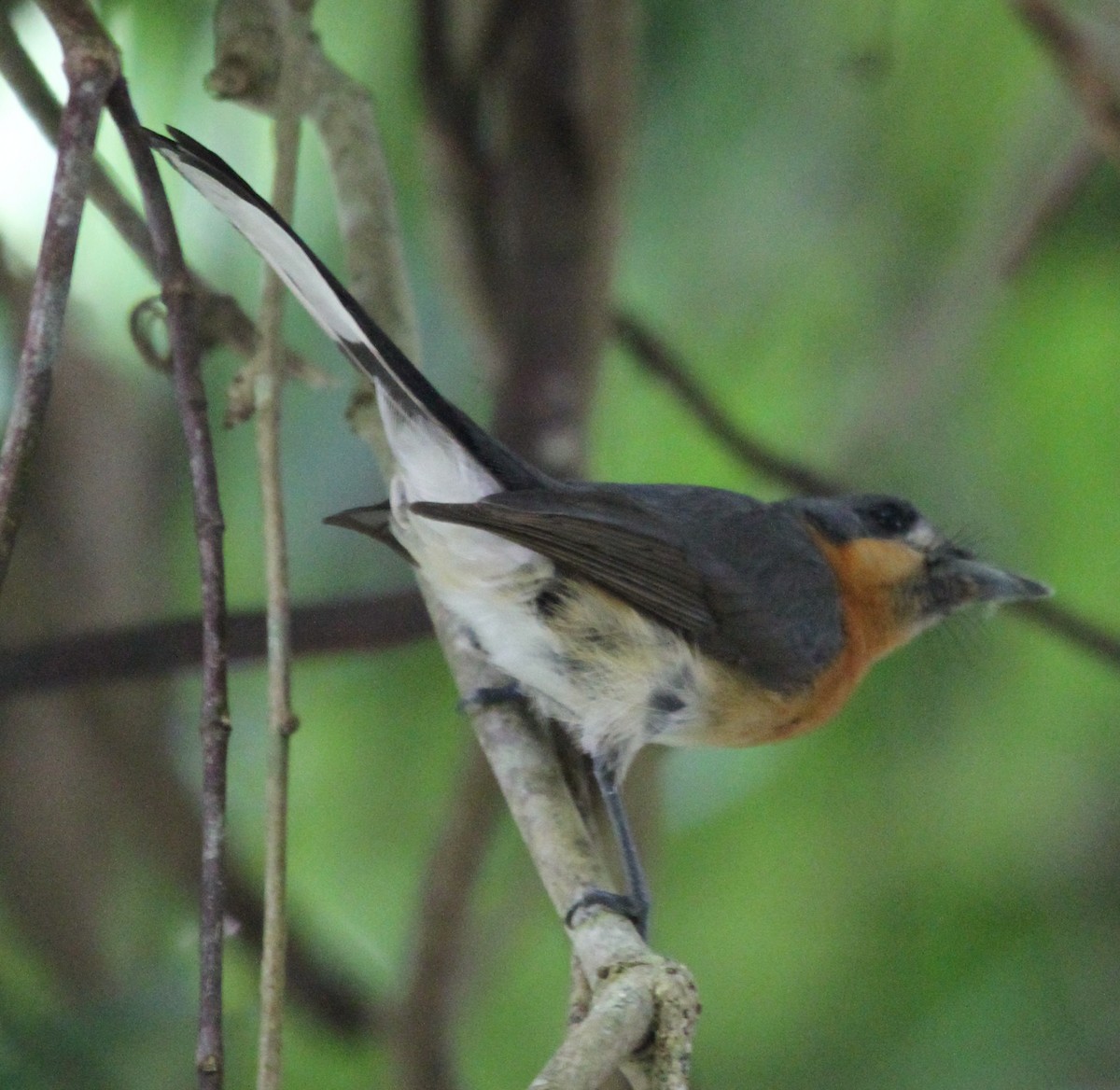 Australian Spectacled Monarch - ML165343121