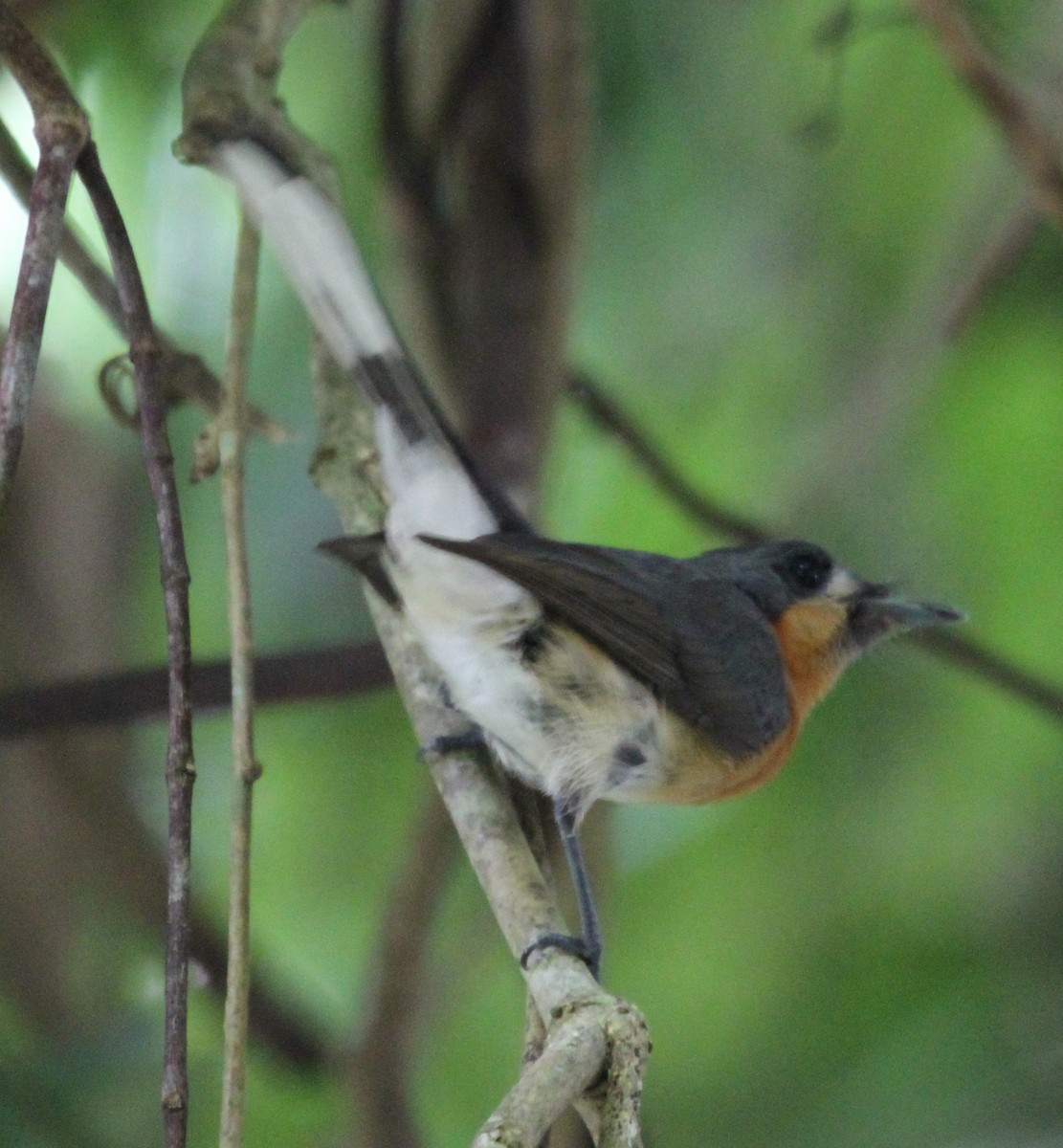 Australian Spectacled Monarch - ML165343131