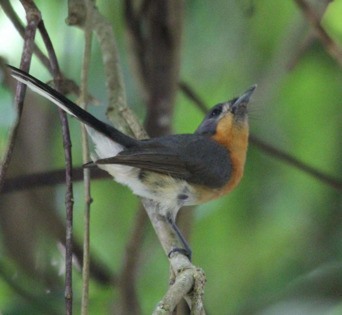 Australian Spectacled Monarch - ML165343141