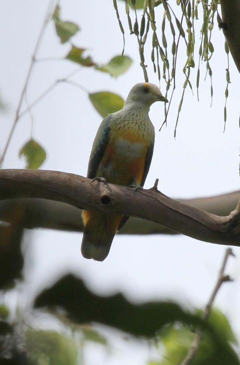 Rose-crowned Fruit-Dove - ML165344491