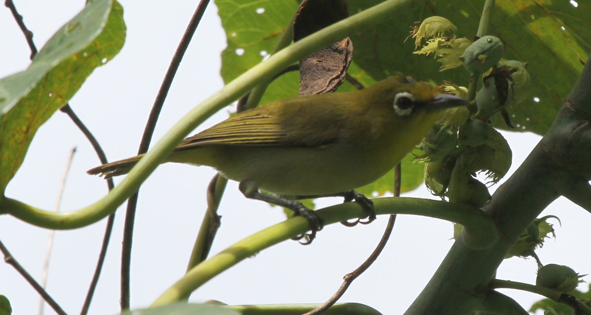 Ashy-bellied White-eye - ML165344581