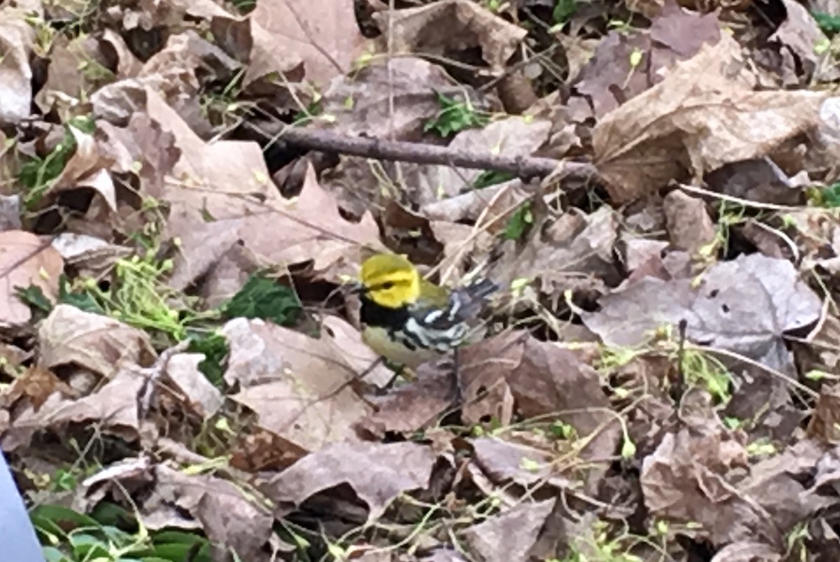 Black-throated Green Warbler - David Soares