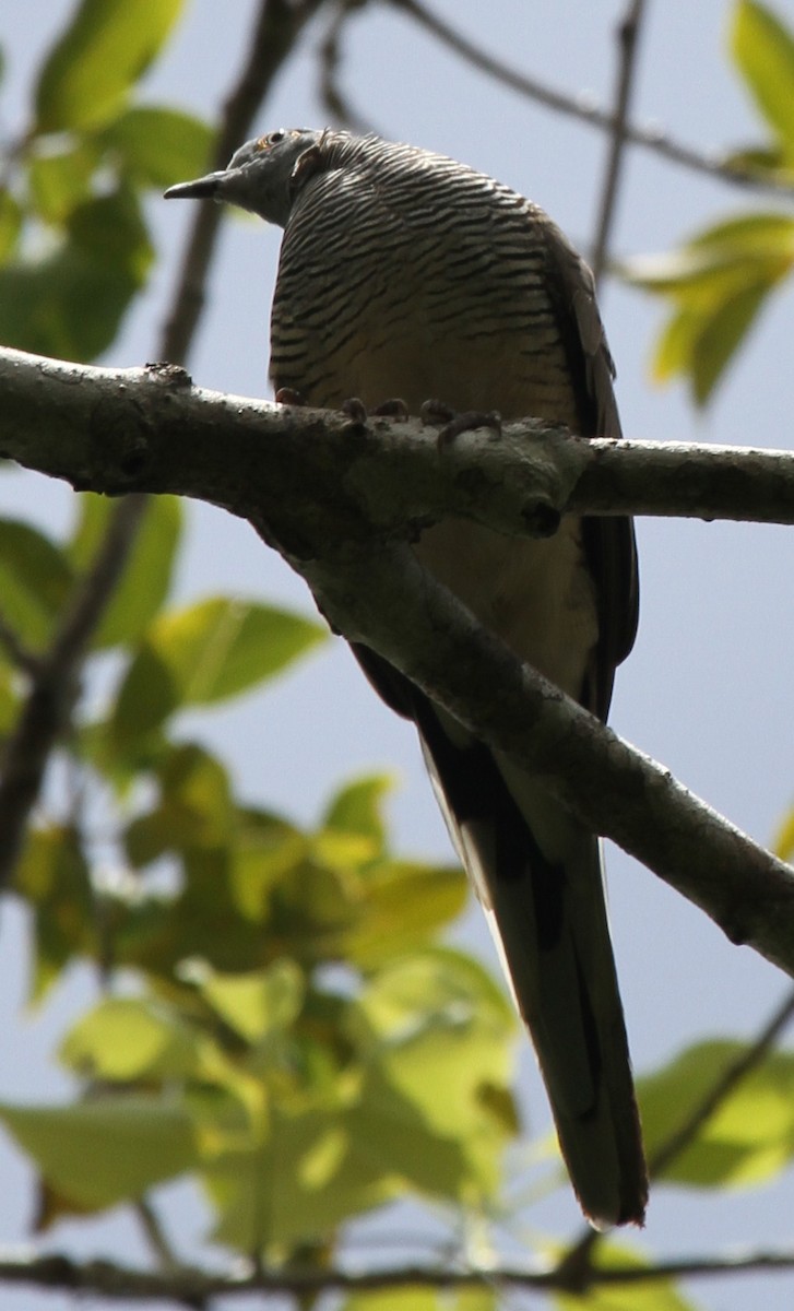 Barred Dove - ML165344941