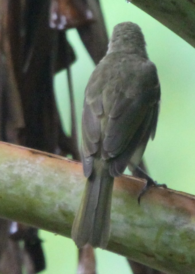 White-tufted Honeyeater - ML165345051