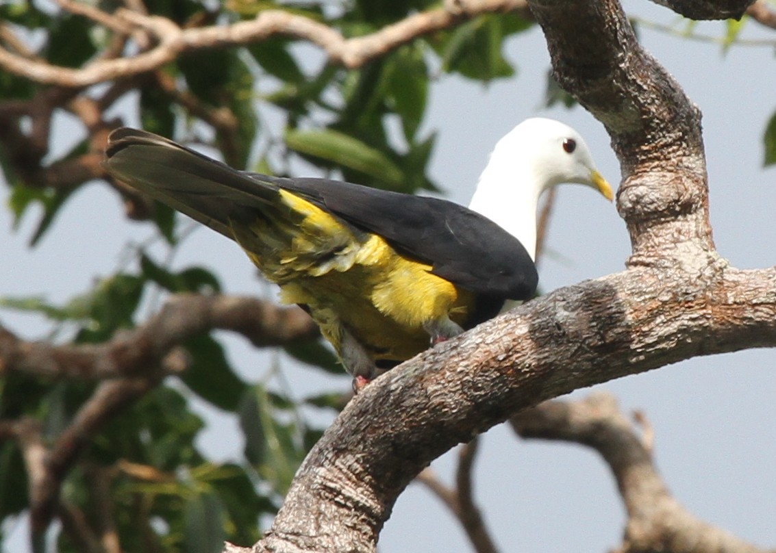 Black-backed Fruit-Dove - ML165345631