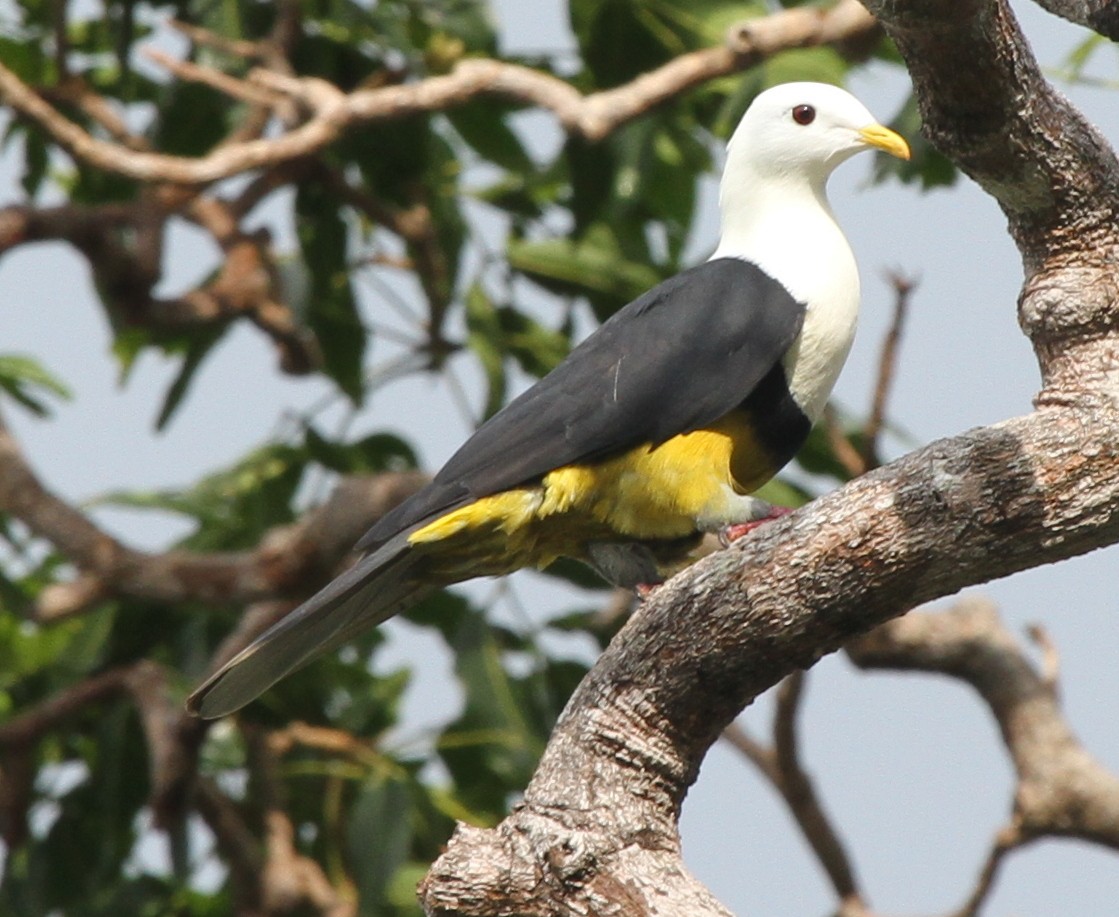 Black-backed Fruit-Dove - ML165345661