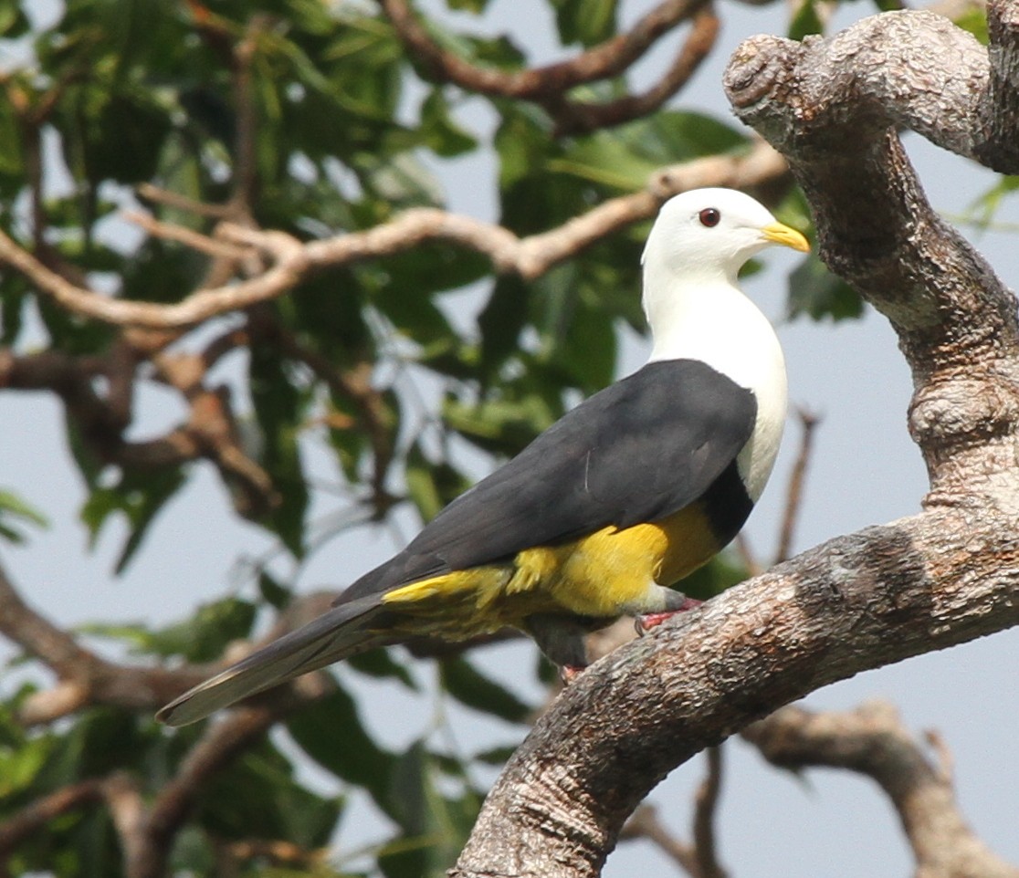 Black-backed Fruit-Dove - ML165345681