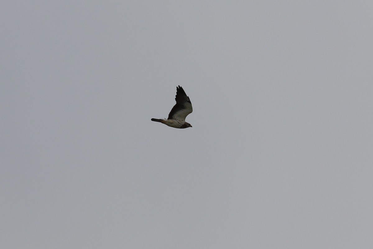 Swainson's Hawk - ML165346871