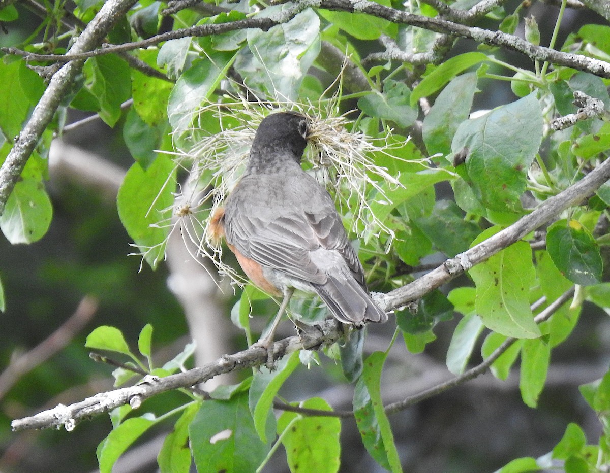 American Robin - ML165347861