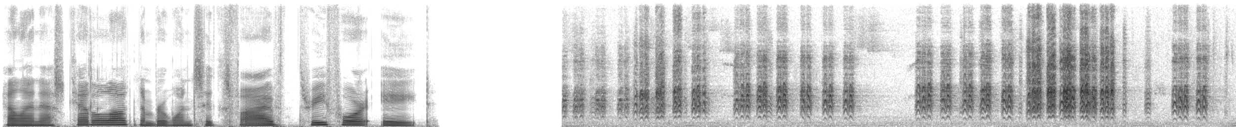 eikespett (formicivorus gr.) - ML165348