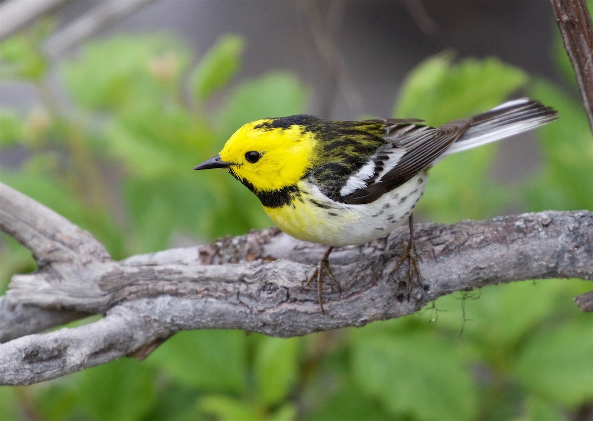 Townsend's x Hermit Warbler (hybrid) - Kathryn Keith
