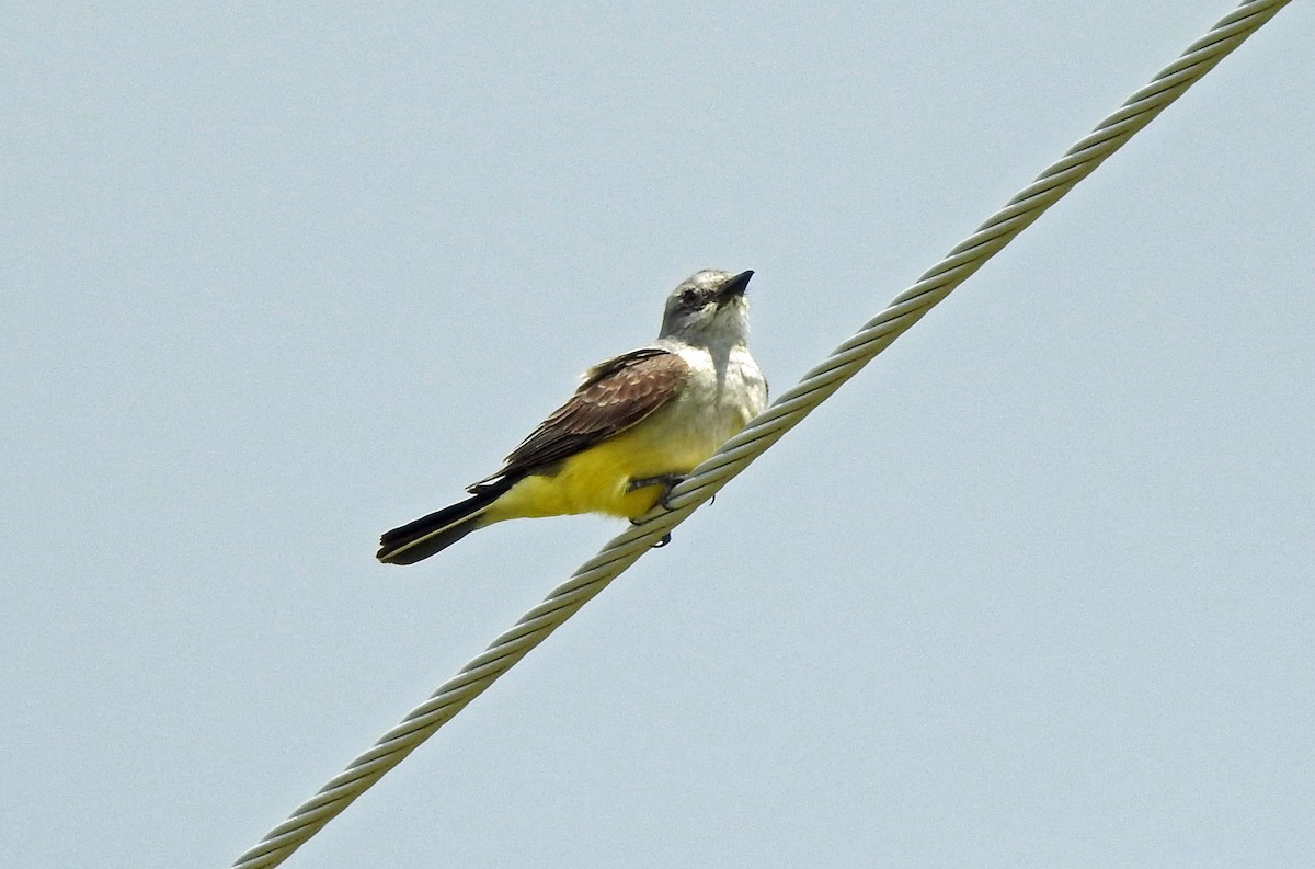 Western Kingbird - ML165348501