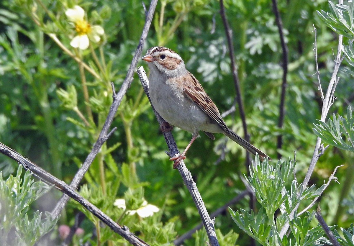 Clay-colored Sparrow - ML165348981