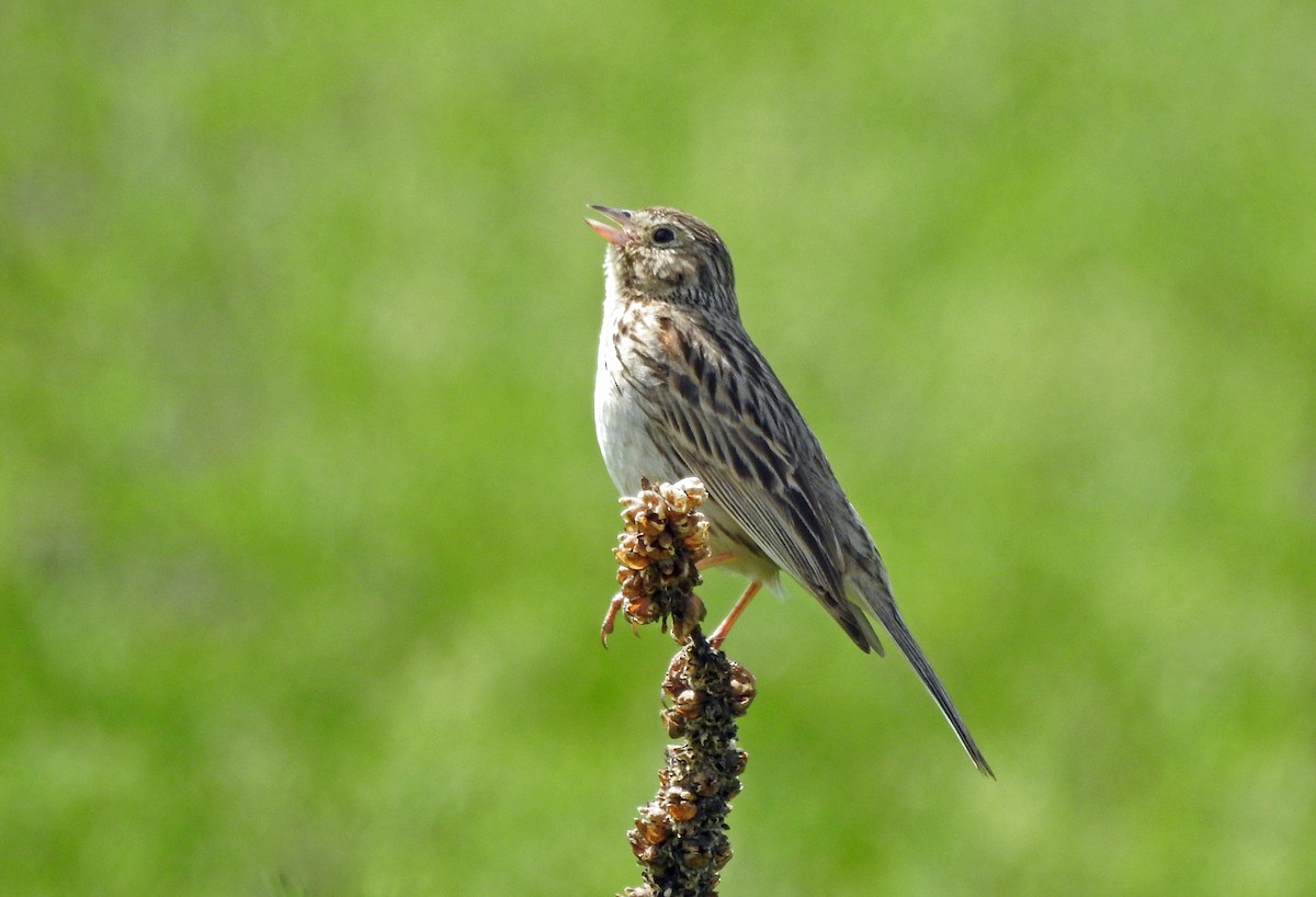 Vesper Sparrow - ML165349481